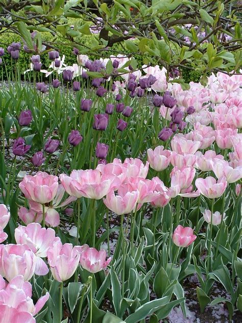 tulalip flowers|tulip plants in washington state.